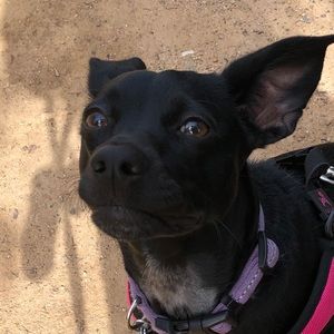 Meet your Posher, Dominic